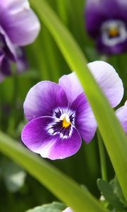 Preview wallpaper pansies, flowers, close-up, spring