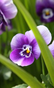 Preview wallpaper pansies, flowers, close-up, spring