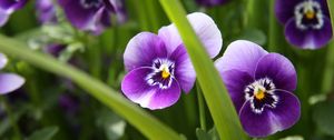 Preview wallpaper pansies, flowers, close-up, spring