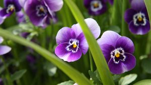 Preview wallpaper pansies, flowers, close-up, spring