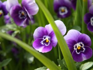 Preview wallpaper pansies, flowers, close-up, spring