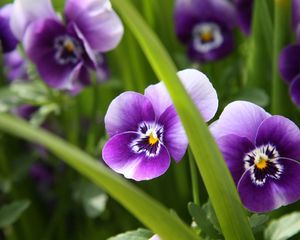 Preview wallpaper pansies, flowers, close-up, spring