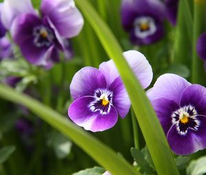 Preview wallpaper pansies, flowers, close-up, spring