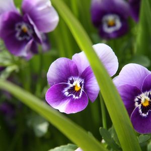 Preview wallpaper pansies, flowers, close-up, spring