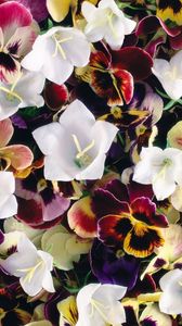 Preview wallpaper pansies, flowers, colorful, bells, bright