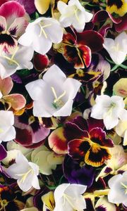 Preview wallpaper pansies, flowers, colorful, bells, bright