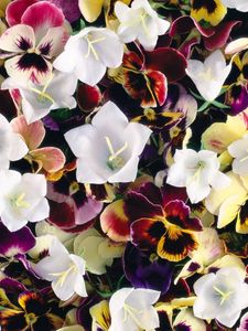 Preview wallpaper pansies, flowers, colorful, bells, bright