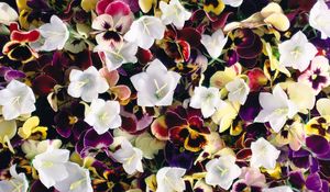 Preview wallpaper pansies, flowers, colorful, bells, bright