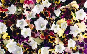 Preview wallpaper pansies, flowers, colorful, bells, bright