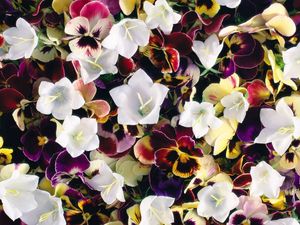 Preview wallpaper pansies, flowers, colorful, bells, bright