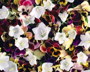 Preview wallpaper pansies, flowers, colorful, bells, bright