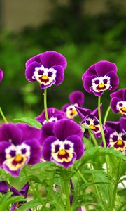 Preview wallpaper pansies, flowers, faces, grass, smiling