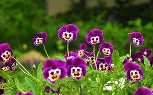 Preview wallpaper pansies, flowers, faces, grass, smiling