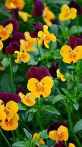 Preview wallpaper pansies, flowers, field, greens