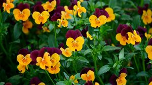 Preview wallpaper pansies, flowers, field, greens