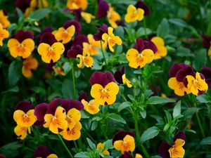 Preview wallpaper pansies, flowers, field, greens