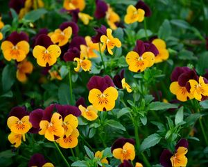 Preview wallpaper pansies, flowers, field, greens