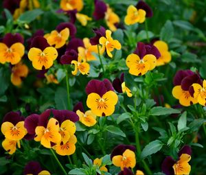 Preview wallpaper pansies, flowers, field, greens