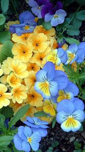 Preview wallpaper pansies, flowers, flowerbed, green, garden