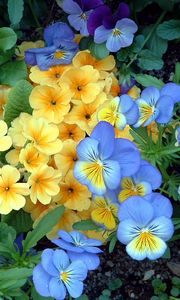 Preview wallpaper pansies, flowers, flowerbed, green, garden