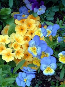 Preview wallpaper pansies, flowers, flowerbed, green, garden