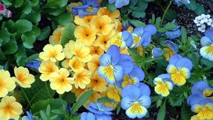 Preview wallpaper pansies, flowers, flowerbed, green, garden