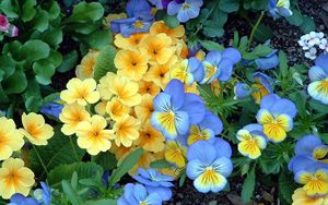 Preview wallpaper pansies, flowers, flowerbed, green, garden