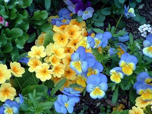 Preview wallpaper pansies, flowers, flowerbed, green, garden