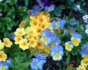 Preview wallpaper pansies, flowers, flowerbed, green, garden