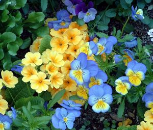 Preview wallpaper pansies, flowers, flowerbed, green, garden