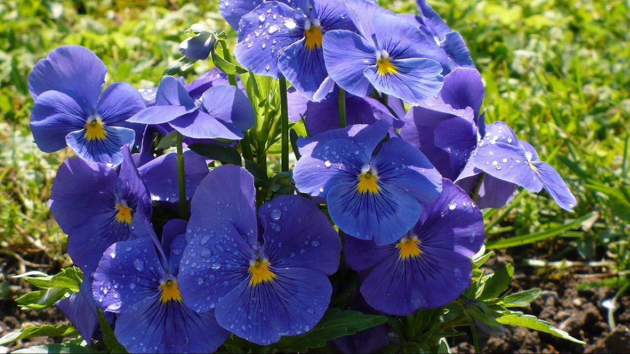 Wallpaper pansies, flowers, flowerbed, drop, freshness, green, close-up