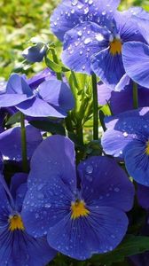 Preview wallpaper pansies, flowers, flowerbed, drop, freshness, green, close-up