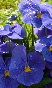 Preview wallpaper pansies, flowers, flowerbed, drop, freshness, green, close-up