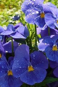 Preview wallpaper pansies, flowers, flowerbed, drop, freshness, green, close-up