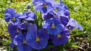 Preview wallpaper pansies, flowers, flowerbed, drop, freshness, green, close-up