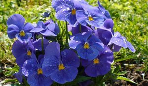 Preview wallpaper pansies, flowers, flowerbed, drop, freshness, green, close-up