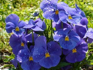 Preview wallpaper pansies, flowers, flowerbed, drop, freshness, green, close-up