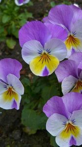 Preview wallpaper pansies, flowers, flowerbed, green, close-up