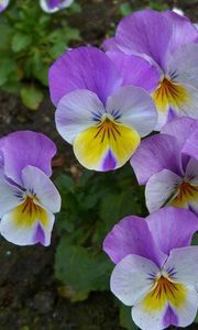 Preview wallpaper pansies, flowers, flowerbed, green, close-up