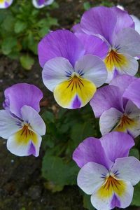 Preview wallpaper pansies, flowers, flowerbed, green, close-up