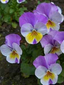 Preview wallpaper pansies, flowers, flowerbed, green, close-up