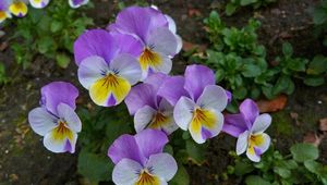 Preview wallpaper pansies, flowers, flowerbed, green, close-up