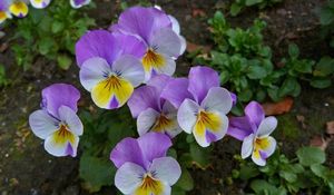 Preview wallpaper pansies, flowers, flowerbed, green, close-up