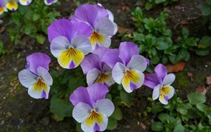 Preview wallpaper pansies, flowers, flowerbed, green, close-up