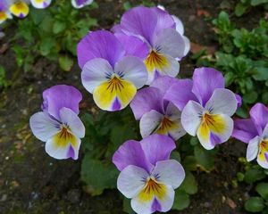 Preview wallpaper pansies, flowers, flowerbed, green, close-up