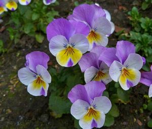 Preview wallpaper pansies, flowers, flowerbed, green, close-up