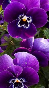 Preview wallpaper pansies, flowers, flowerbed, close-up