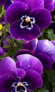 Preview wallpaper pansies, flowers, flowerbed, close-up