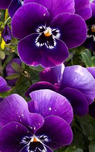 Preview wallpaper pansies, flowers, flowerbed, close-up