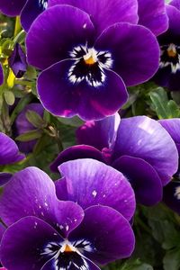 Preview wallpaper pansies, flowers, flowerbed, close-up
